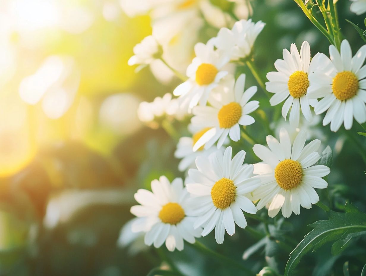 Discover ways to use chamomile for maximum benefits.